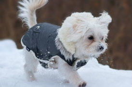 雪の中の犬