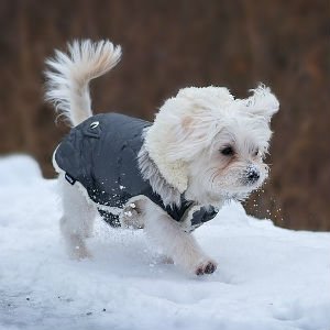 雪の中の犬