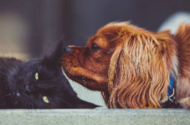 犬と猫