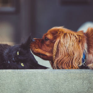 犬と猫