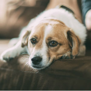 くつろぐ老犬