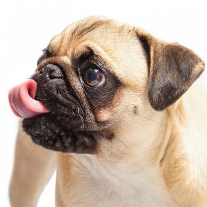 舌を出す老犬