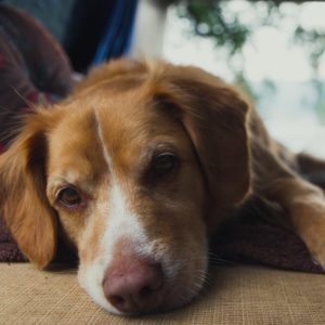 うつぶせになる老犬