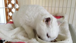 高齢猫専門移住受入施設 ちびママの家_食事風景