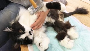 高齢猫専門移住受入施設 ちびママの家_健康チェック