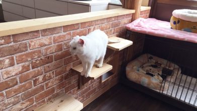 高齢猫専門移住受入施設 ちびママの家_キャットウォーク