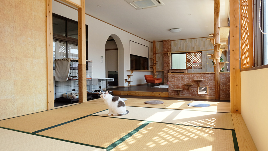 高齢猫専門移住受入施設 ちびママの家（静岡県浜松市）の写真 | 【老犬