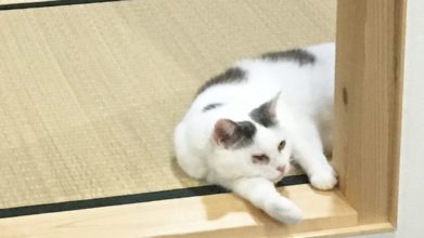 高齢猫専門移住受入施設 ちびママの家_介護風景