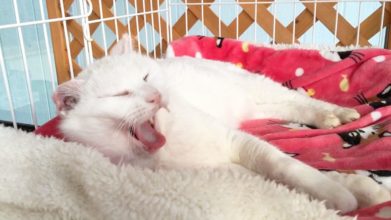 高齢猫専門移住受入施設 ちびママの家_介護風景