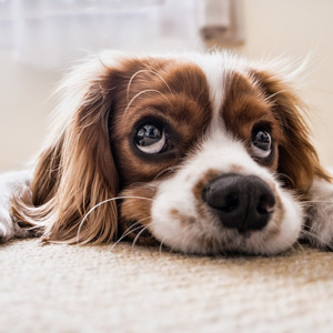 寝そべる老犬