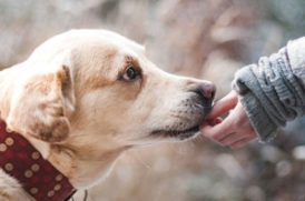 老犬と飼い主