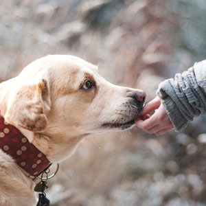 老犬と飼い主