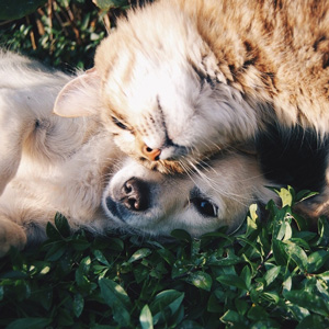 老犬と老猫