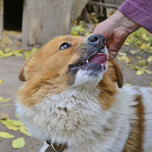 コラム 老犬の皮膚のできもの 老犬ケア