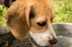 水を飲む老犬