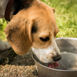 水を飲む老犬