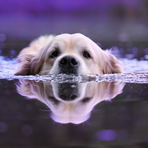 泳ぐ老犬