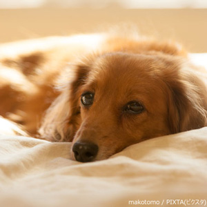 寝そべる老犬