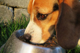 食事する老犬