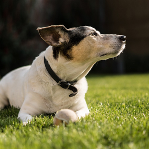 痩せた老犬