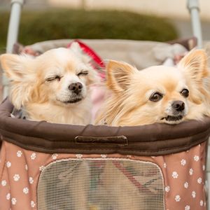 カートに乗る老犬