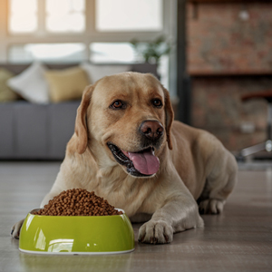 食事する老犬