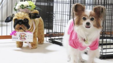 老犬ホーム ALOHA MIMITAN 看板犬ミミタン