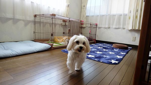 家庭的老犬介護施設_Sweethome(スイートホーム)_施設内観