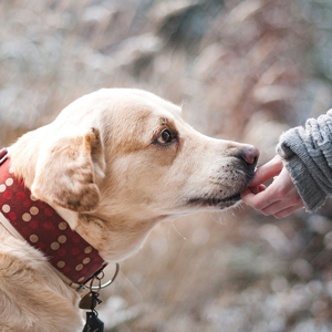 コラム 老犬が舐め続ける原因 老犬ケア