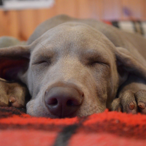 眠る老犬