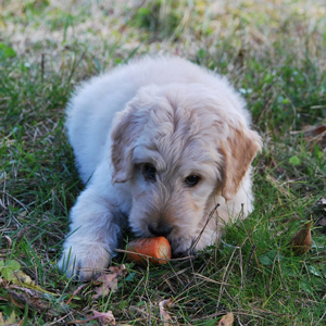 老犬の食欲