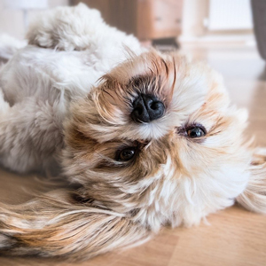 寝転ぶ老犬