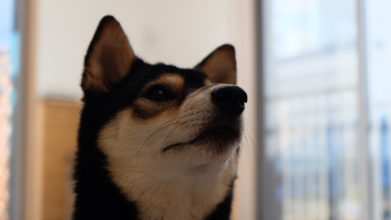ドッグ・ビレッジ_看板柴犬ランちゃん