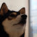 ドッグ・ビレッジ_看板柴犬ランちゃん