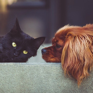 老犬と老猫