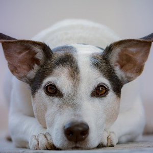 見つめる老犬