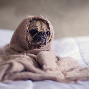 毛布にくるまる老犬