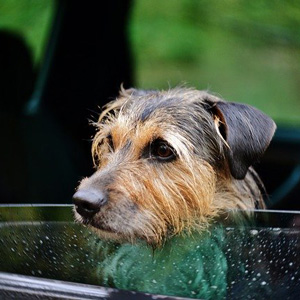 車に乗る老犬