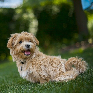 芝生の上の老犬