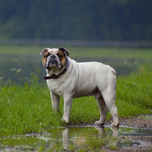 水たまりに立つ老犬
