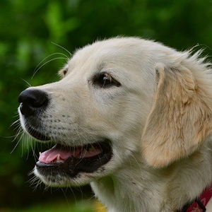 遠くを見つめる老犬