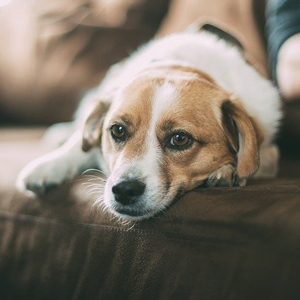 ソファの上の老犬