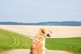 老犬の後ろ姿