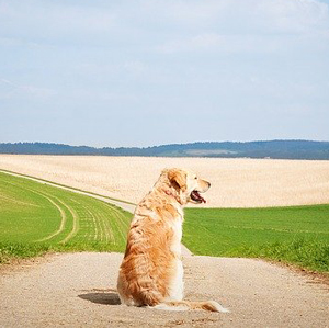 老犬の後ろ姿