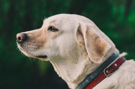 遠くを見つめる老犬