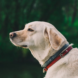 遠くを見つめる老犬