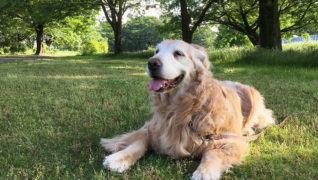 老犬サポートひだまり_お散歩風景