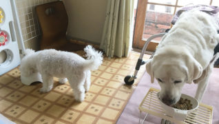 老犬サポートひだまり_食事の様子