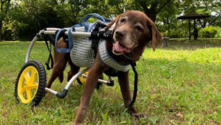 老犬サポートひだまり_お散歩の様子