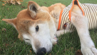 老犬サポートひだまり_お散歩の様子